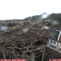 19_00-nest.jpg