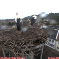 19_05-nest.jpg