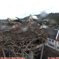 19_10-nest.jpg