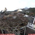 19_20-nest.jpg