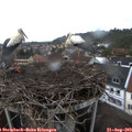 19_25-nest.jpg