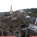 19_35-nest.jpg