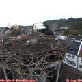 19_45-nest.jpg