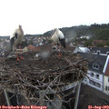 19_50-nest.jpg