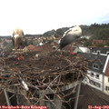 20_10-nest.jpg
