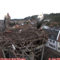 20_15-nest.jpg