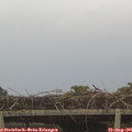07_15-mast.jpg