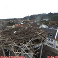 07_15-nest.jpg