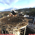 07_50-nest.jpg