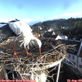 08_00-nest.jpg