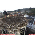 08_15-nest.jpg