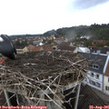 08_30-nest.jpg