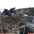08_35-nest.jpg