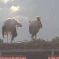 08_40-mast.jpg