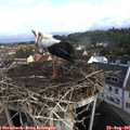 08_40-nest.jpg