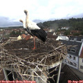 08_45-nest.jpg