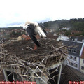 08_50-nest.jpg