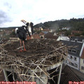 09_00-nest.jpg