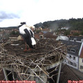 09_05-nest.jpg