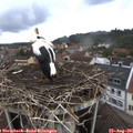 09_10-nest.jpg