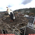 09_15-nest.jpg