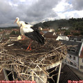 09_20-nest.jpg