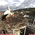09_25-nest.jpg