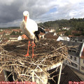 09_30-nest.jpg