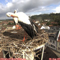 09_35-nest.jpg