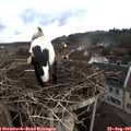 09_40-nest.jpg