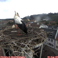 09_45-nest.jpg