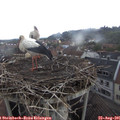 09_50-nest.jpg