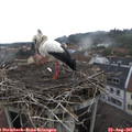 09_55-nest.jpg