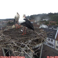 10_00-nest.jpg