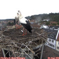 10_05-nest.jpg