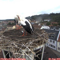 10_10-nest.jpg