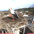 10_15-nest.jpg
