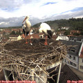 10_20-nest.jpg
