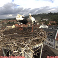10_25-nest.jpg