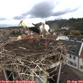 10_30-nest.jpg