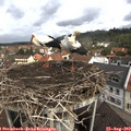 10_35-nest.jpg
