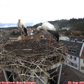 10_40-nest.jpg