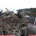 10_45-nest.jpg