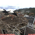 10_50-nest.jpg