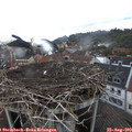 11_00-nest.jpg