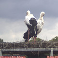 11_05-mast.jpg