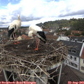 11_10-nest.jpg