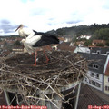 11_15-nest.jpg