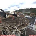 11_20-nest.jpg