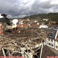 11_25-nest.jpg